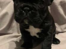 Puppies for sale french bulldog - Sweden, Stockholm. Price 10 €