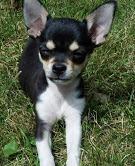 Puppies for sale chihuahua - Russia, Barnaul