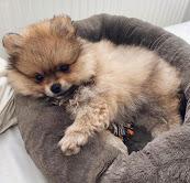 Puppies for sale pomeranian spitz - Ireland, Cork