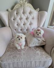 Puppies for sale maltese - Slovakia, Ostrava
