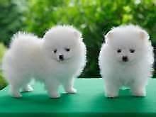 Puppies for sale pomeranian spitz - Denmark, Aalborg