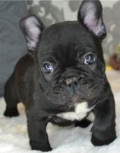 Puppies for sale french bulldog - France, Bourges