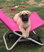 Puppies for sale bullmastiff - United Kingdom, Middlesbrough