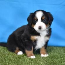 Puppies for sale bernese mountain dog - Italy, Pisa