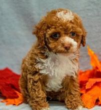 Puppies for sale toy-poodle - Romania, Bucharest