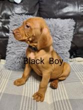Puppies for sale hungarian pointer, vizsla - Austria, Graz. Price 11 €
