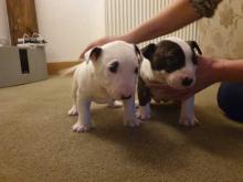 Puppies for sale bull terrier - Greece, Piraeus. Price 10 €