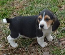 Puppies for sale beagle - Greece, Athens