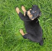 Puppies for sale rottweiler - Czech Republic, Karlovy Vary