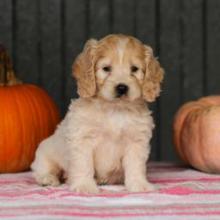 Puppies for sale , cockapoo - Greece, Larissa