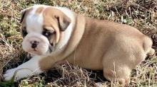 Puppies for sale english bulldog - Greece, Larissa