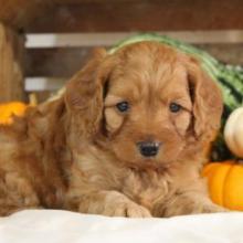 Puppies for sale , cockapoo - Canada, Newfoundland and Labrador