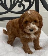 Puppies for sale , cockapoo - Czech Republic, Dobrzhish