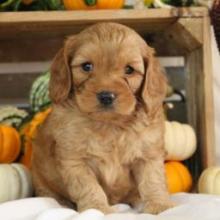 Puppies for sale , cockapoo - Canada, British Columbia, Victoria