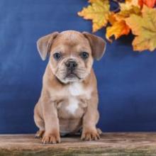 Puppies for sale french bulldog - Sweden, Malmo