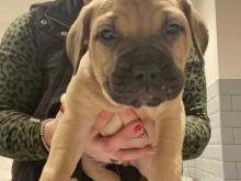 Puppies for sale bullmastiff - France, Marseille. Price 10 €