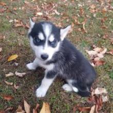 Puppies for sale , siberian husky - Canada, Alberta