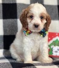 Puppies for sale ,  cockapoo - Latvia, Gulbene