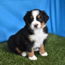 Puppies for sale bernese mountain dog - Italy, San Remo