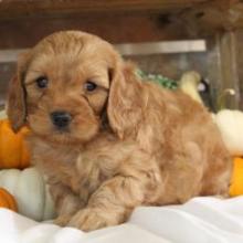 Puppies for sale , cockapoo - Canada, Manitoba, Winnipeg