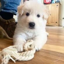 Puppies for sale german shepherd dog - Ireland, Cork