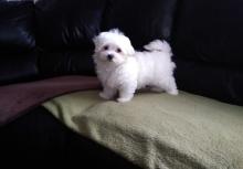 Puppies for sale maltese - United Kingdom, Manchester. Price 15 €