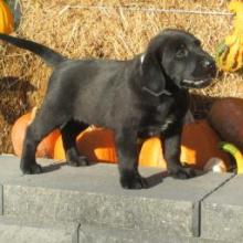 Puppies for sale labrador retriever - Portugal, Lisbon