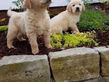 Puppies for sale golden retriever - Bulgaria, Sliven