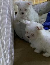 Puppies for sale maltese - United Kingdom, Birmingham. Price 15 €