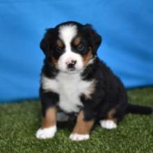 Puppies for sale bernese mountain dog - Italy, Parma