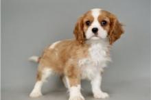 Puppies for sale king charles spaniel - Spain, Lerida