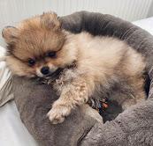 Puppies for sale pomeranian spitz - Kyrgyzstan, Bishkek