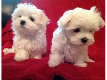 Puppies for sale maltese - Spain, Lerida