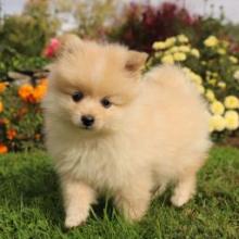 Puppies for sale pomeranian spitz - USA, Georgia