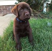 Puppies for sale labrador - Hungary, KecskemГ©t