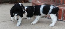 Puppies for sale cocker spaniel - Uzbekistan, Nukus