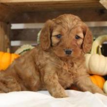 Puppies for sale , cockapoo - Romania, Brasov