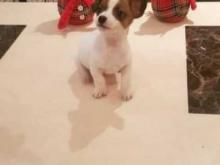 Puppies for sale jack russell terrier - Malta, Valletta