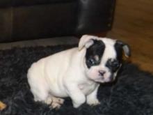 Puppies for sale french bulldog - Netherlands, Rotterdam. Price 10 €