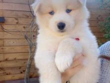 Puppies for sale , pomsky - Austria, Vienna. Price 11 €