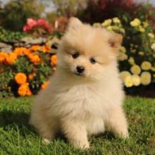 Puppies for sale pomeranian spitz - USA, Florida