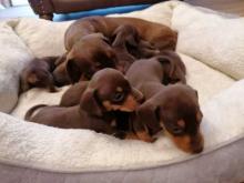Puppies for sale dachshund - Austria, Graz. Price 10 €