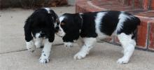 Puppies for sale cocker spaniel - Netherlands, Groningen