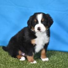 Puppies for sale bernese mountain dog - Italy, Venice