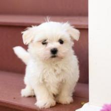 Puppies for sale maltese - Canada, Nunavut