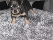 Puppies for sale jack russell terrier - Netherlands, Breda