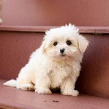 Puppies for sale maltese - Denmark, Kopenagen