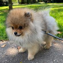 Puppies for sale pomeranian spitz - Lithuania, Varena