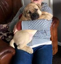 Puppies for sale bullmastiff - United Kingdom, Colchester