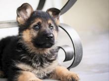 Puppies for sale german shepherd dog - Cyprus, Paphos